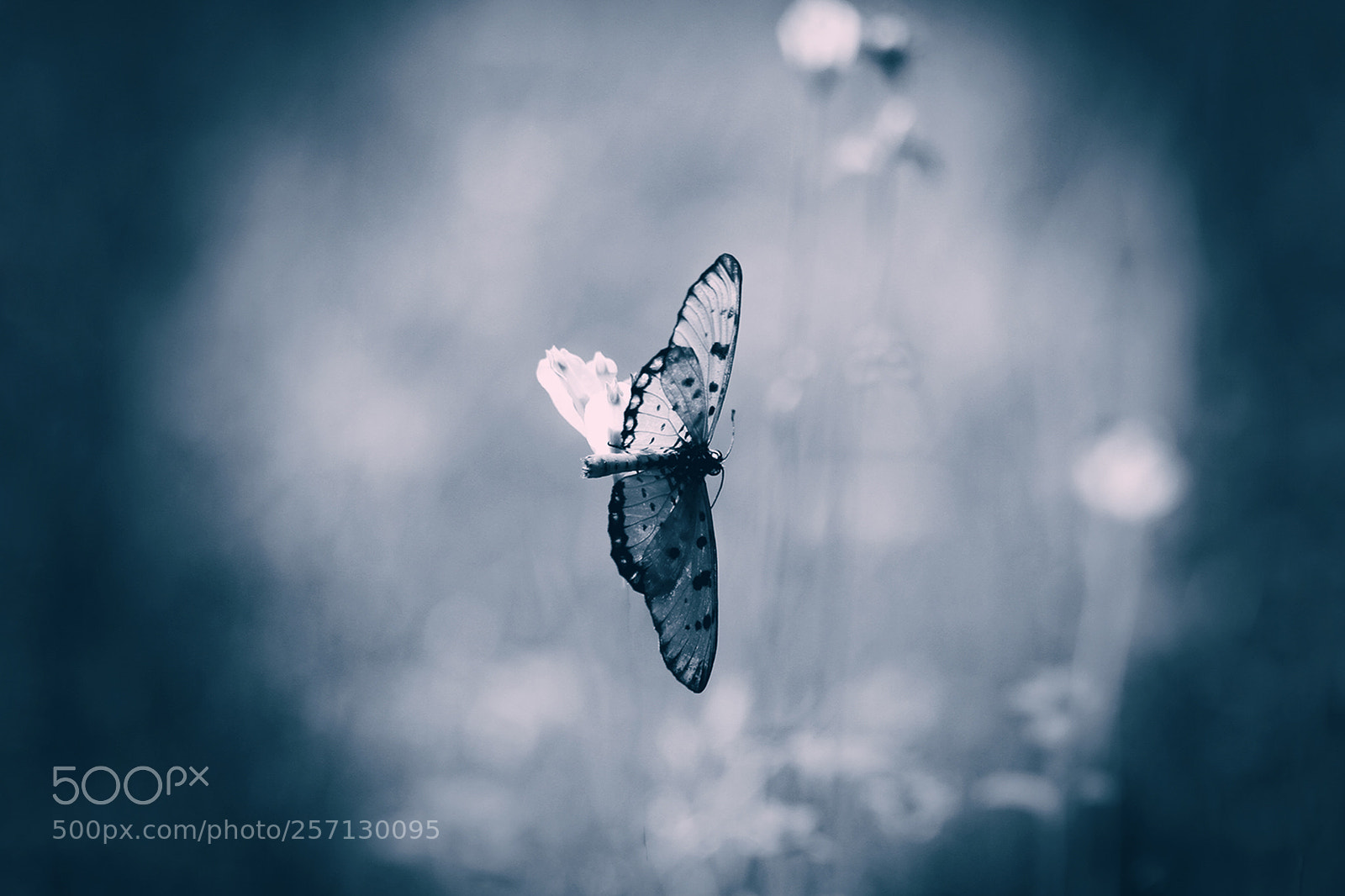 Canon EOS 7D sample photo. Butterfly photography