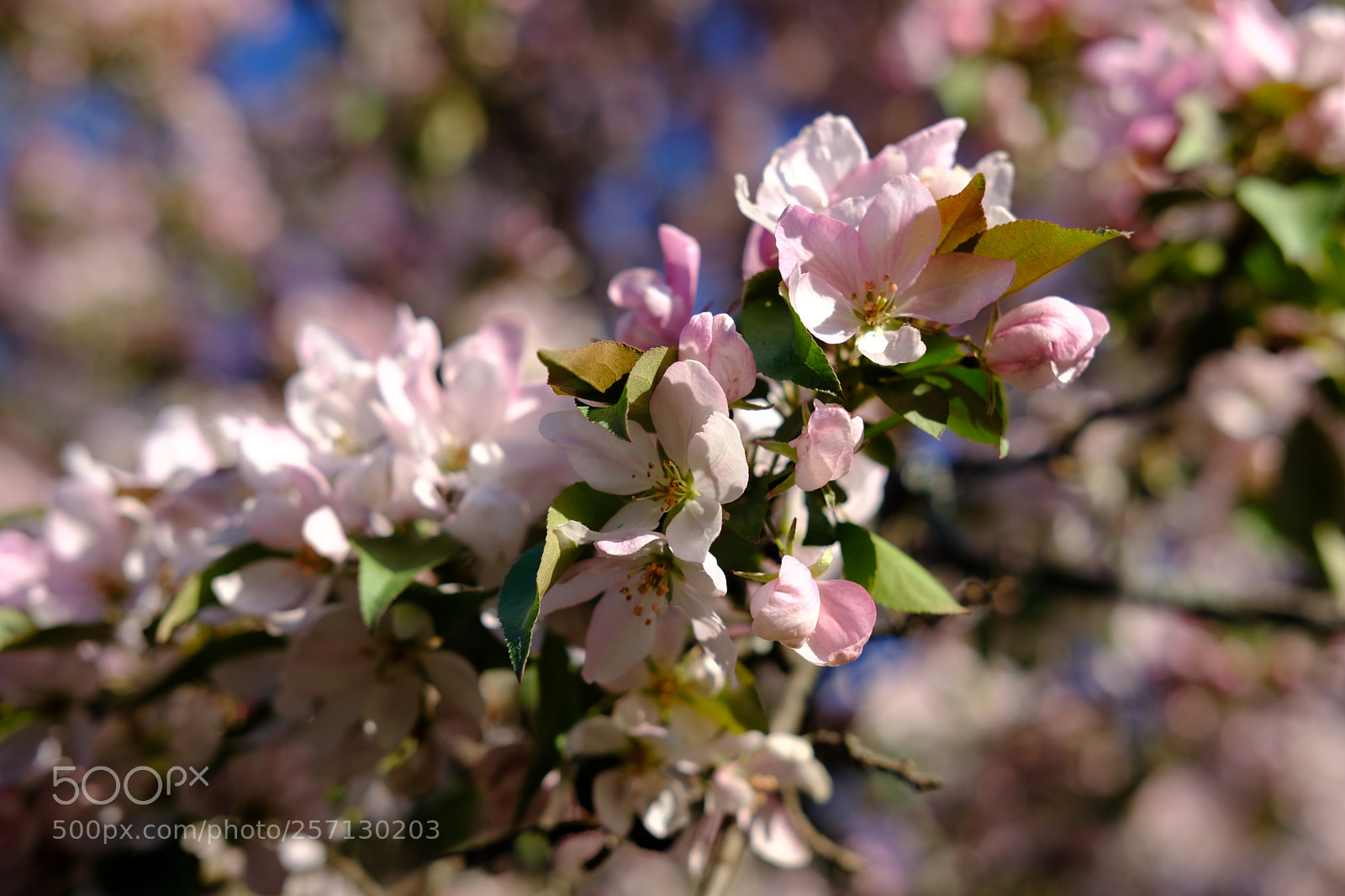 Fujifilm X-Pro2 sample photo. Crabapple blossoms photography
