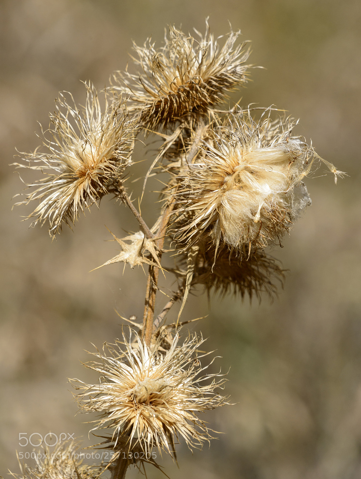 Nikon D800 sample photo. Wilted thistle photography
