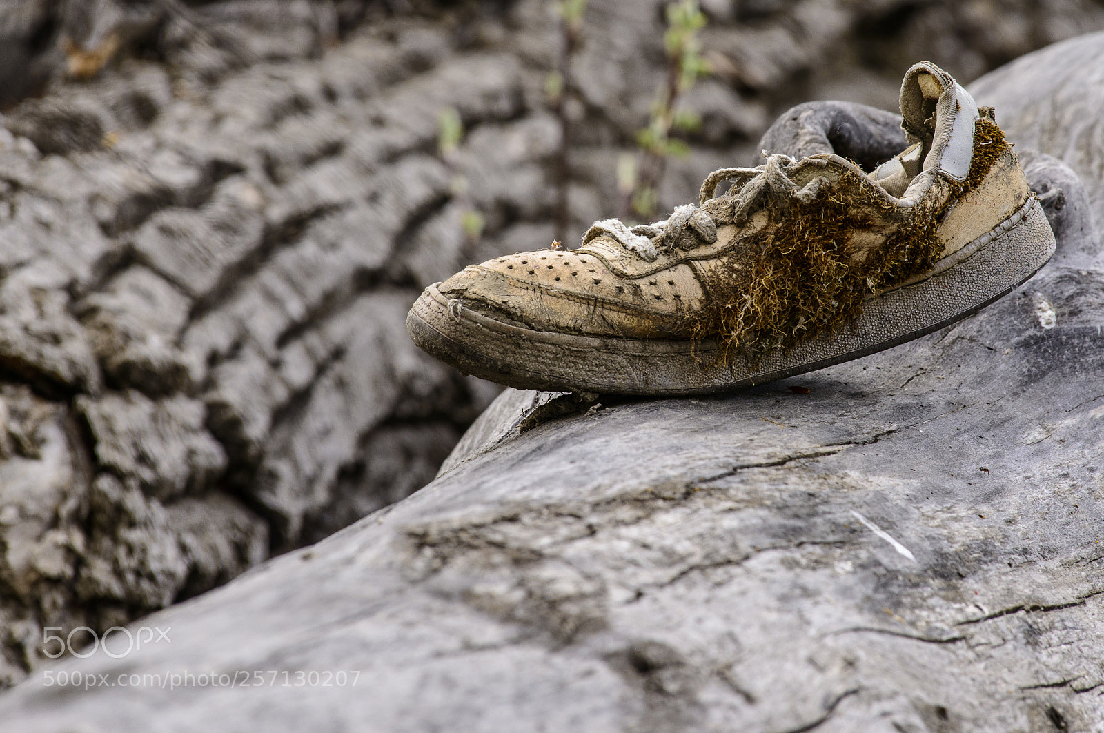 Nikon D800 sample photo. Shoe growing a beard photography