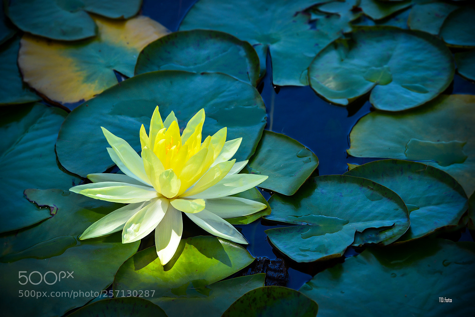 Nikon D750 sample photo. Water lily photography