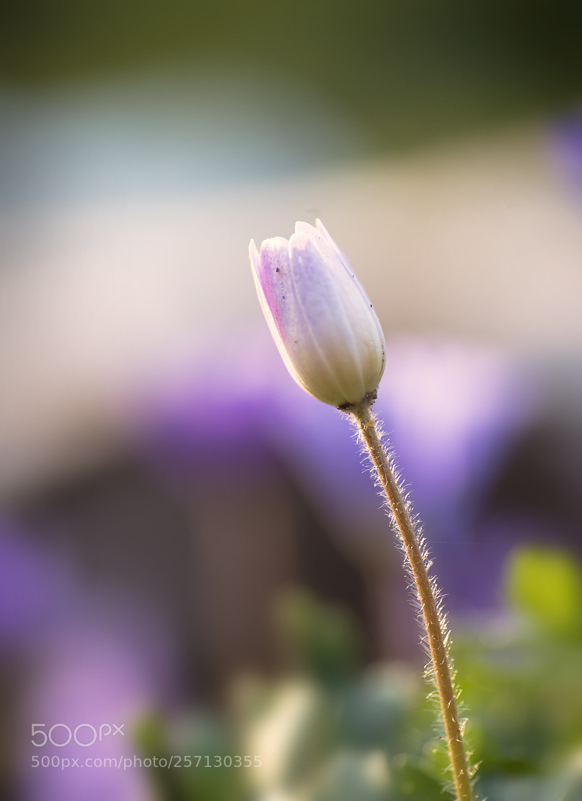 Nikon D750 sample photo. Spring flower photography