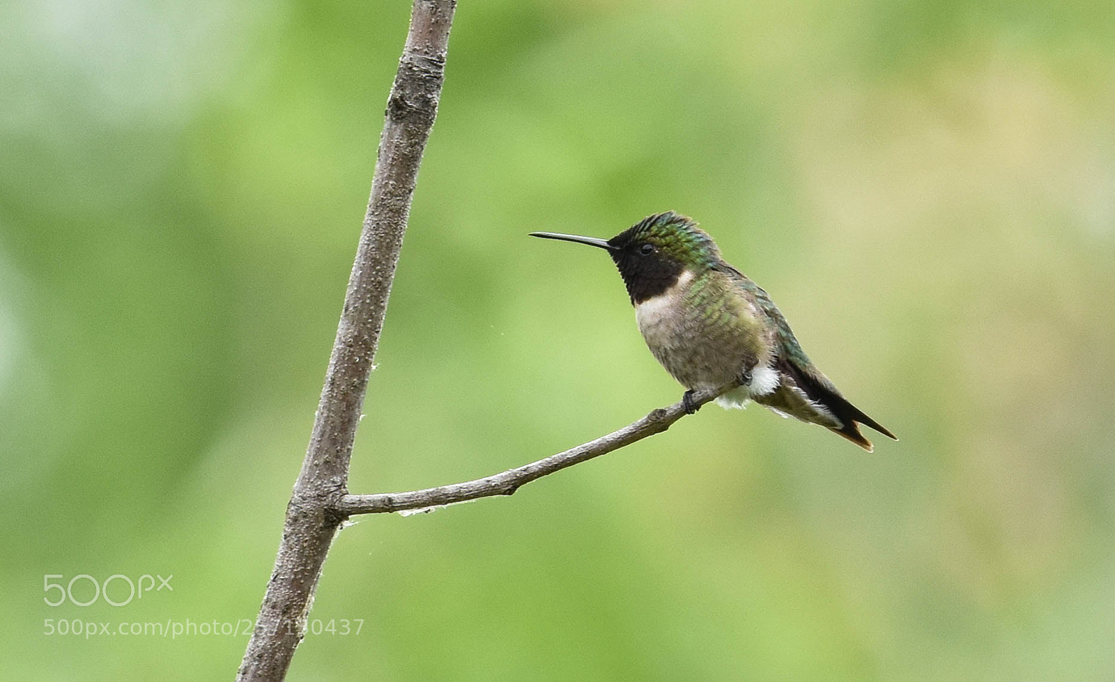 Nikon D3400 sample photo. Ruby throated hummingbird photography