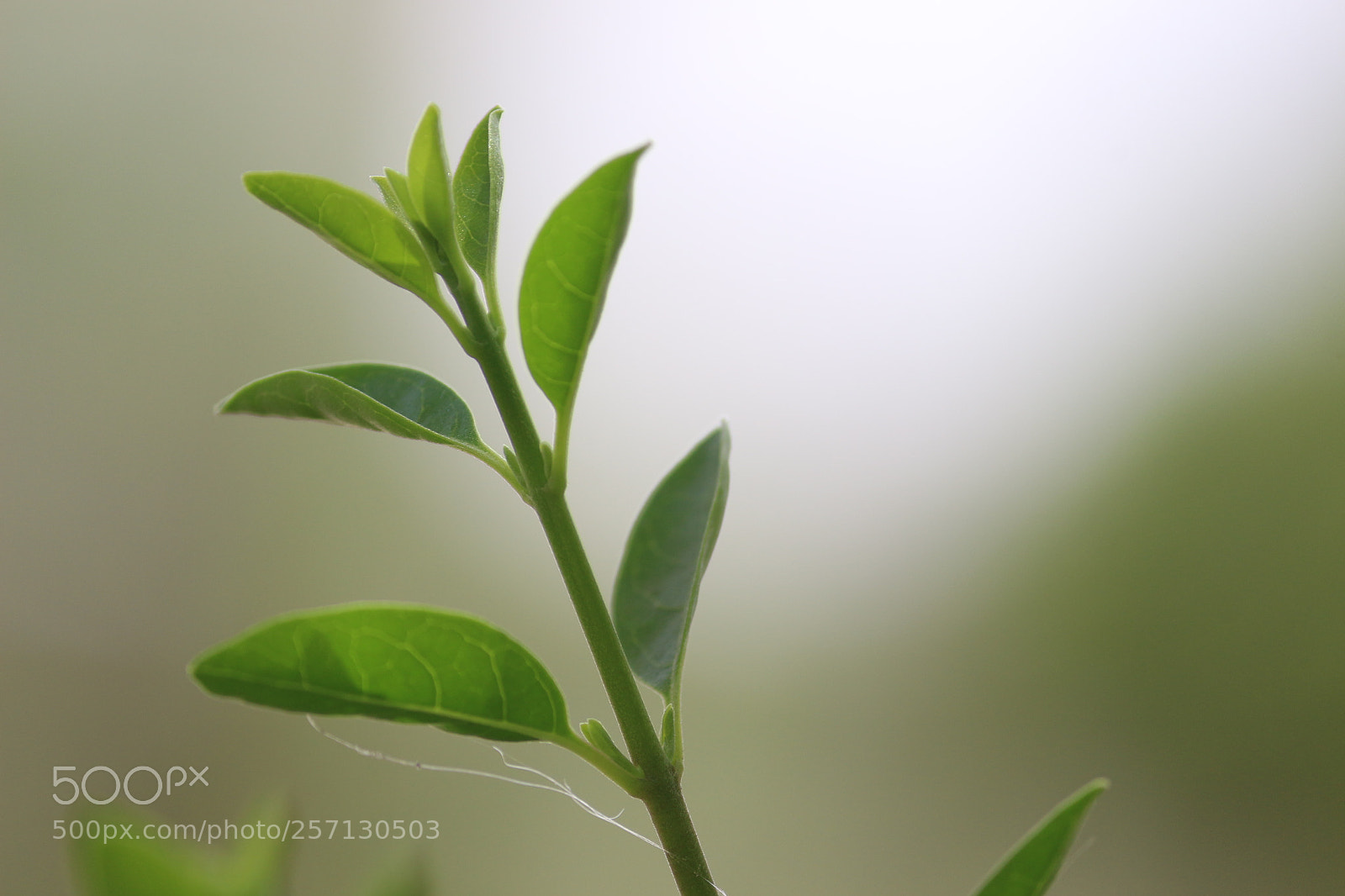 Canon EF-S 55-250mm F4-5.6 IS II sample photo. Untitled photography