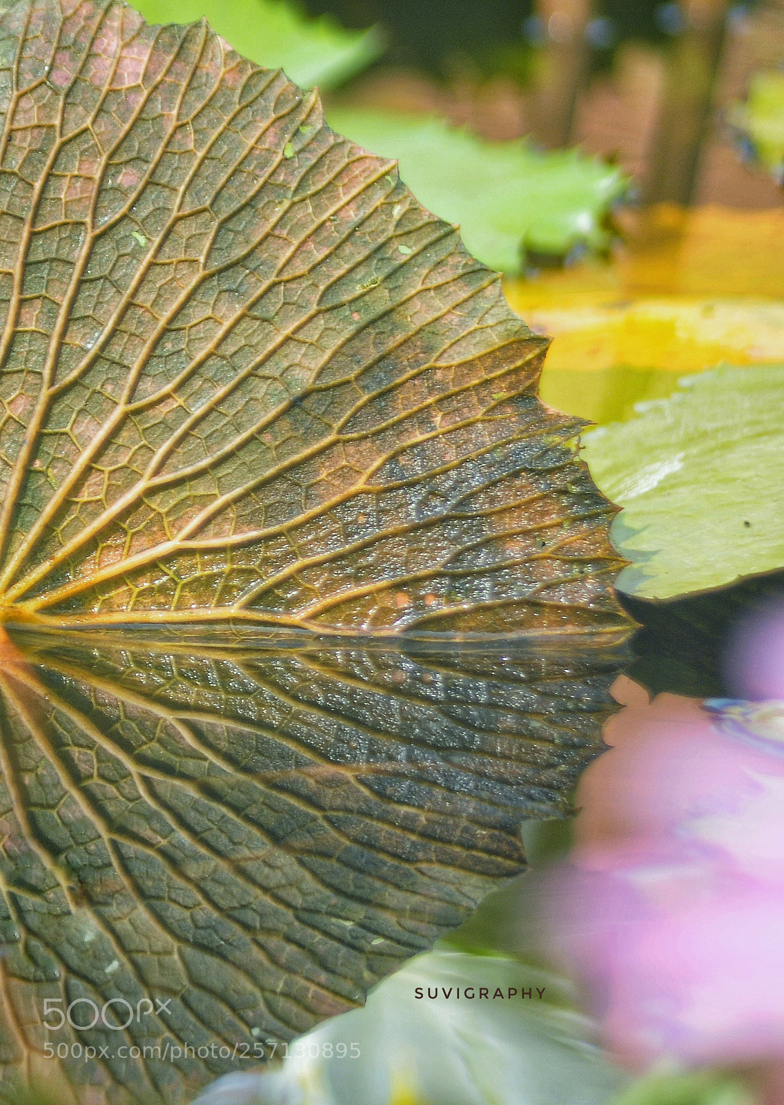 Nikon D300 sample photo. Leaf photography