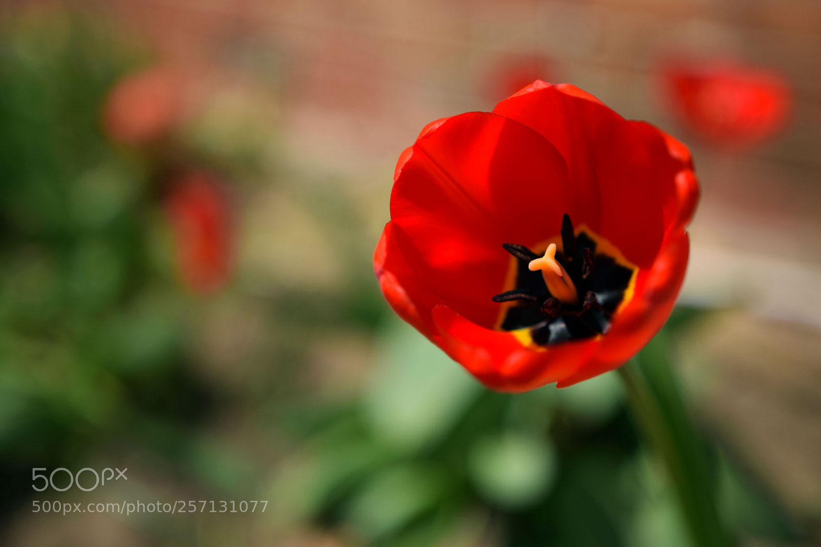Nikon D3300 sample photo. Flower photography