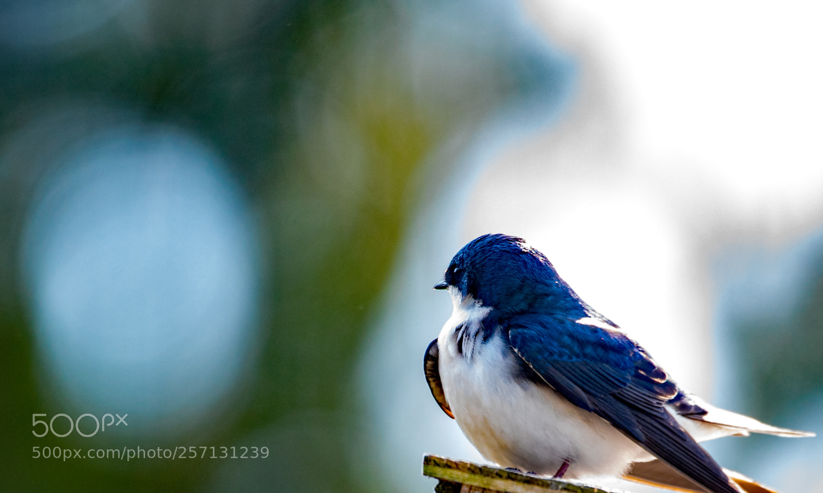 Nikon D750 sample photo. Tree swallow photography
