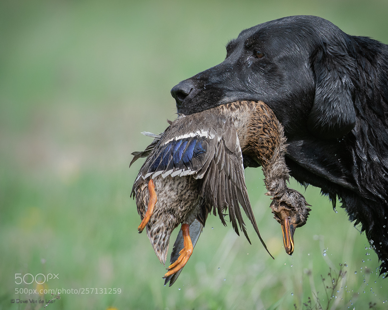 Nikon D810 sample photo. Hunting season photography