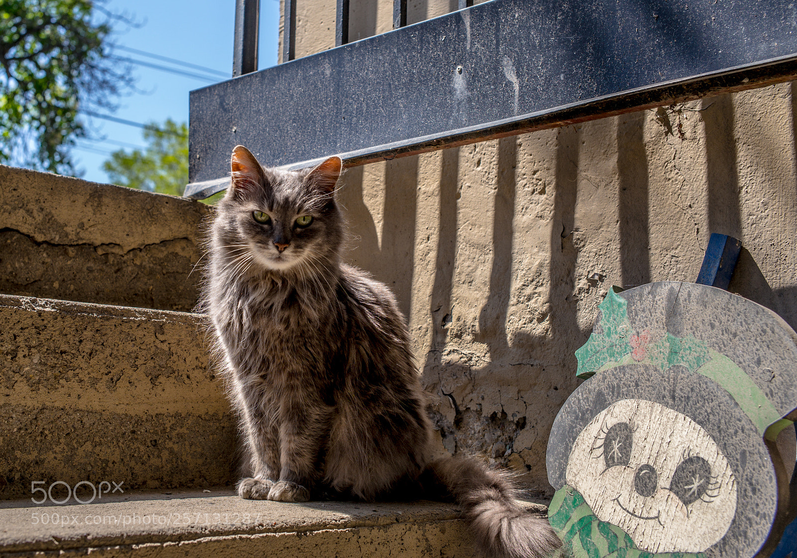 Leica M (Typ 240) sample photo. Cat queen street east photography