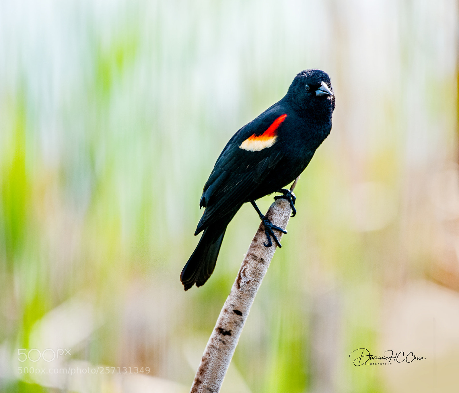 Nikon D750 sample photo. Black bird photography
