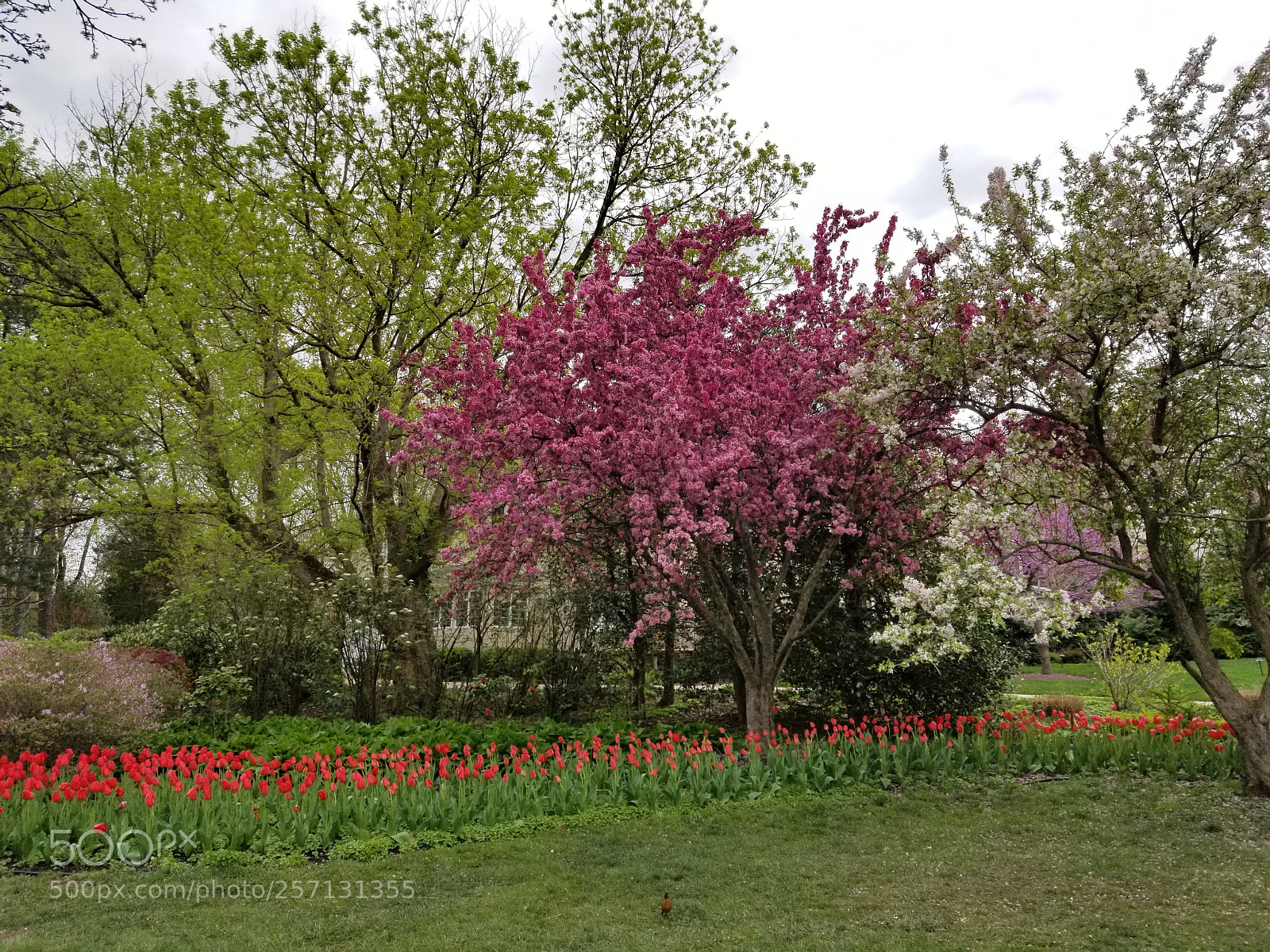 Samsung Galaxy S8 sample photo. Spring photography