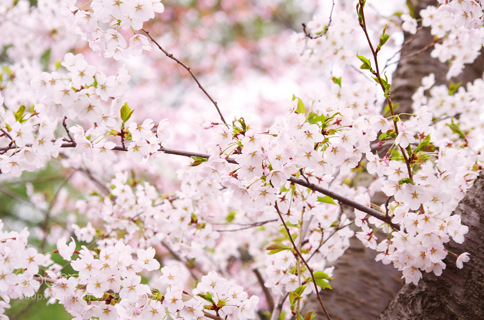 Pentax K-50 sample photo. Sakura-3 photography