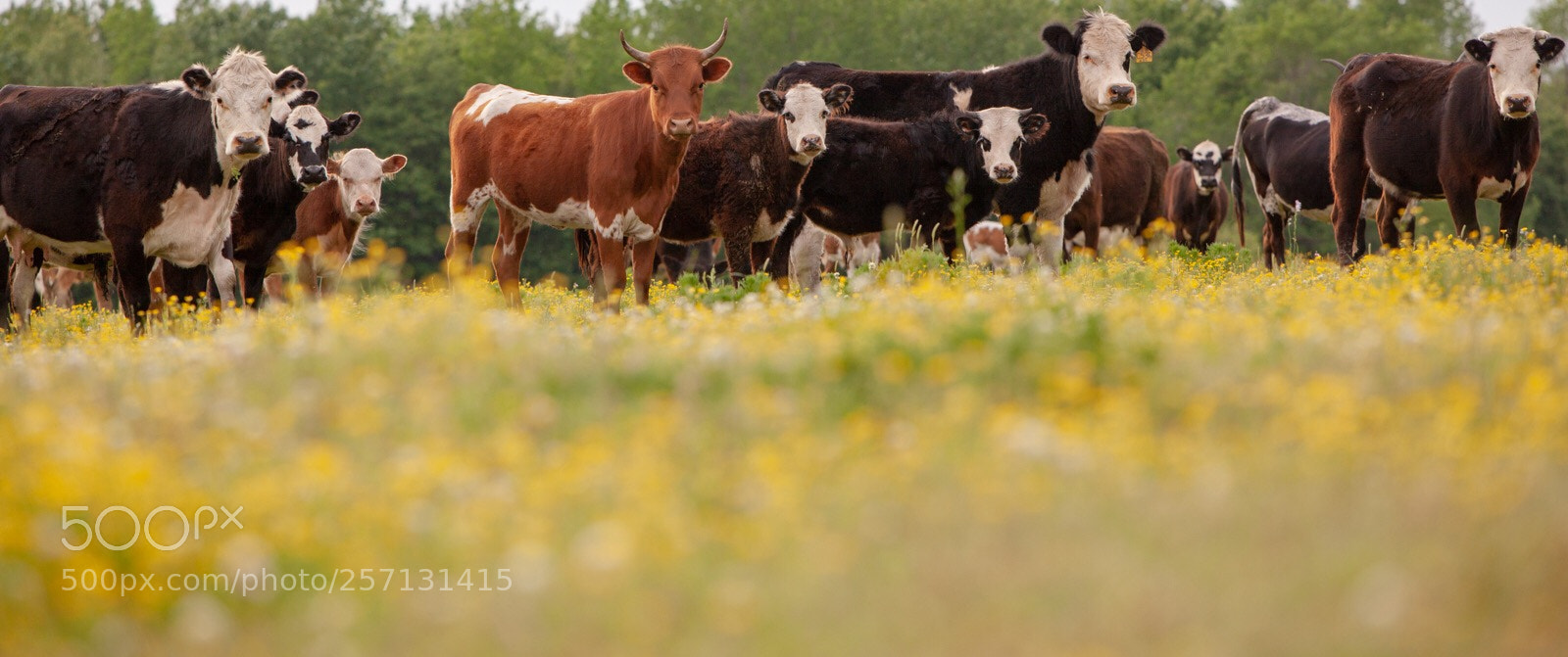 Canon EOS 5D Mark II sample photo. Cows in the pasture photography