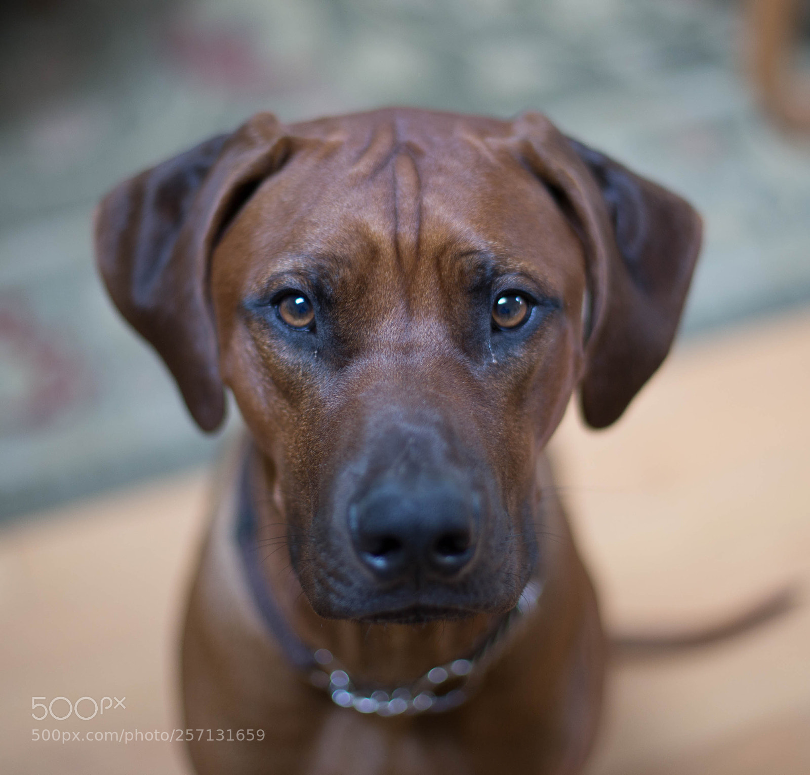 Canon EOS 6D sample photo. Roscoe photography