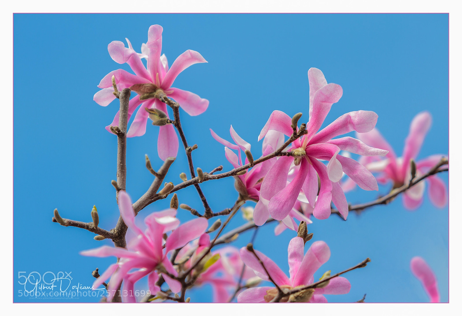 Canon EOS 7D sample photo. Magnolia photography