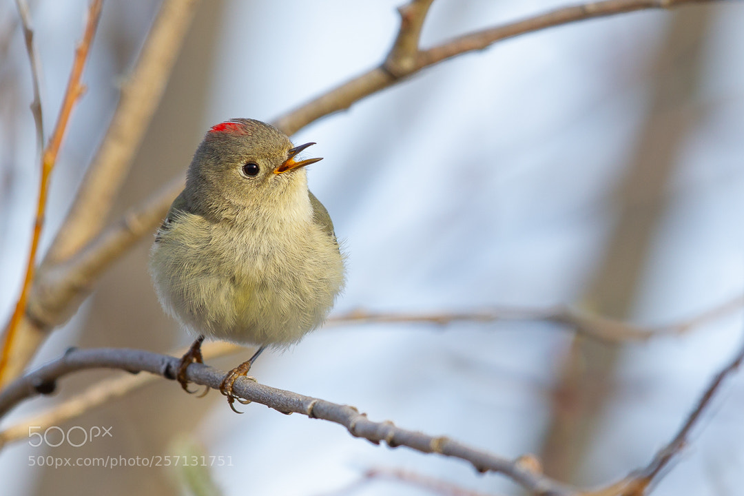 Canon EOS-1D Mark IV sample photo. Petit roi / little king photography