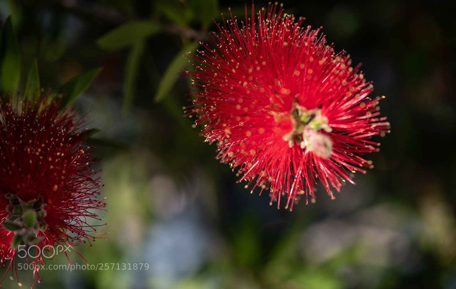 Nikon D850 sample photo. Bottle brushes photography