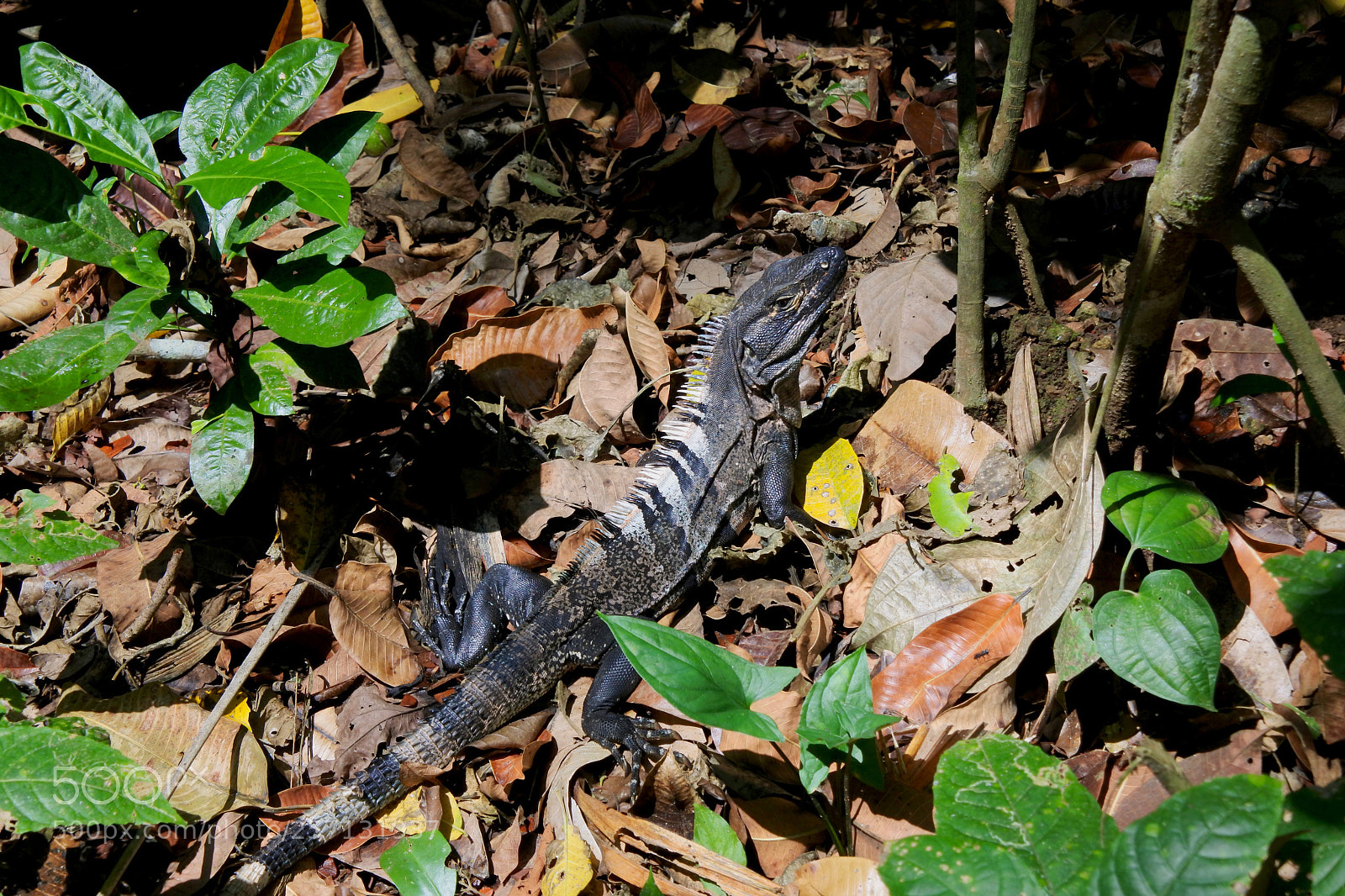 Nikon 1 J5 sample photo. Iguana photography