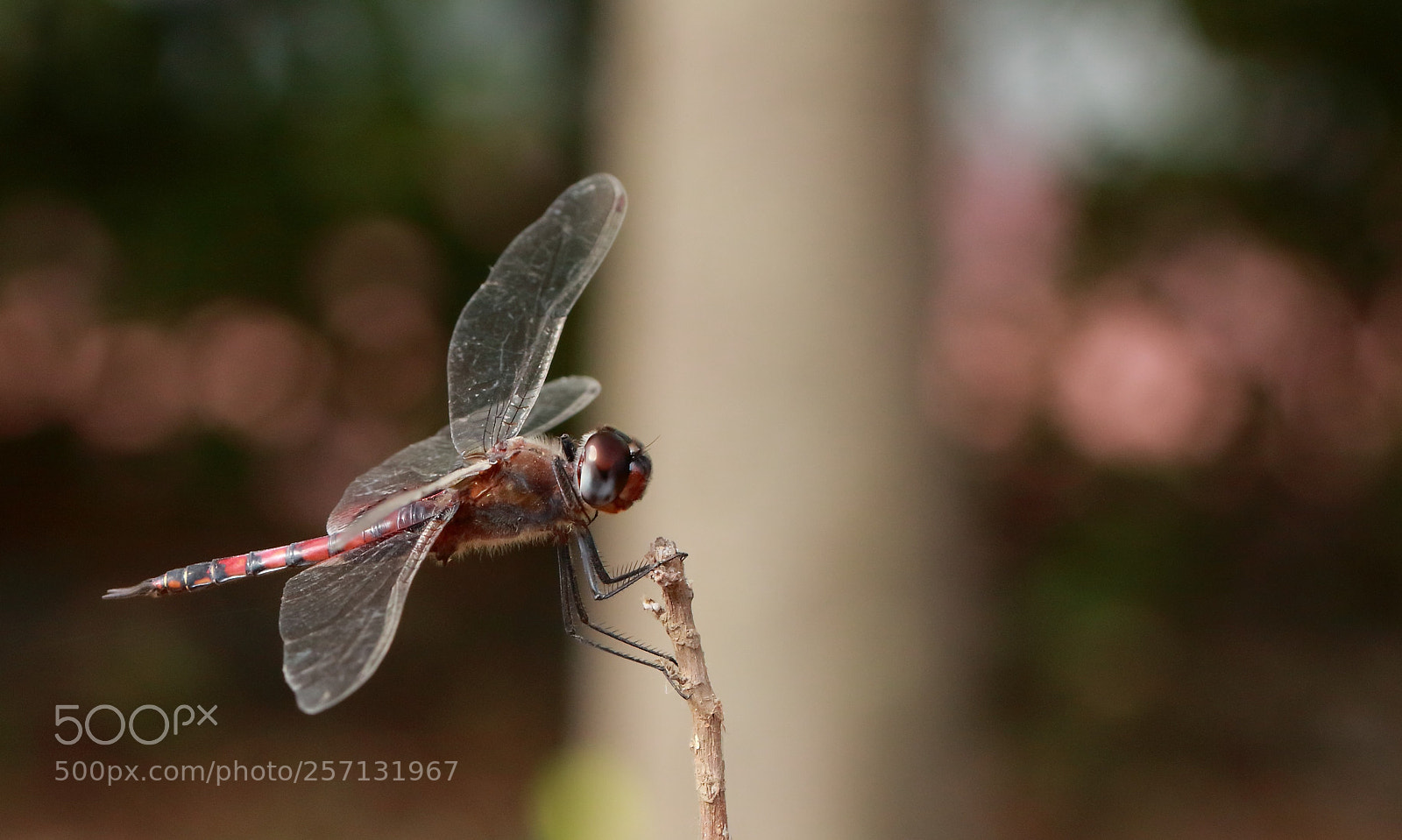 Canon EOS 700D (EOS Rebel T5i / EOS Kiss X7i) sample photo. Aeshna photography