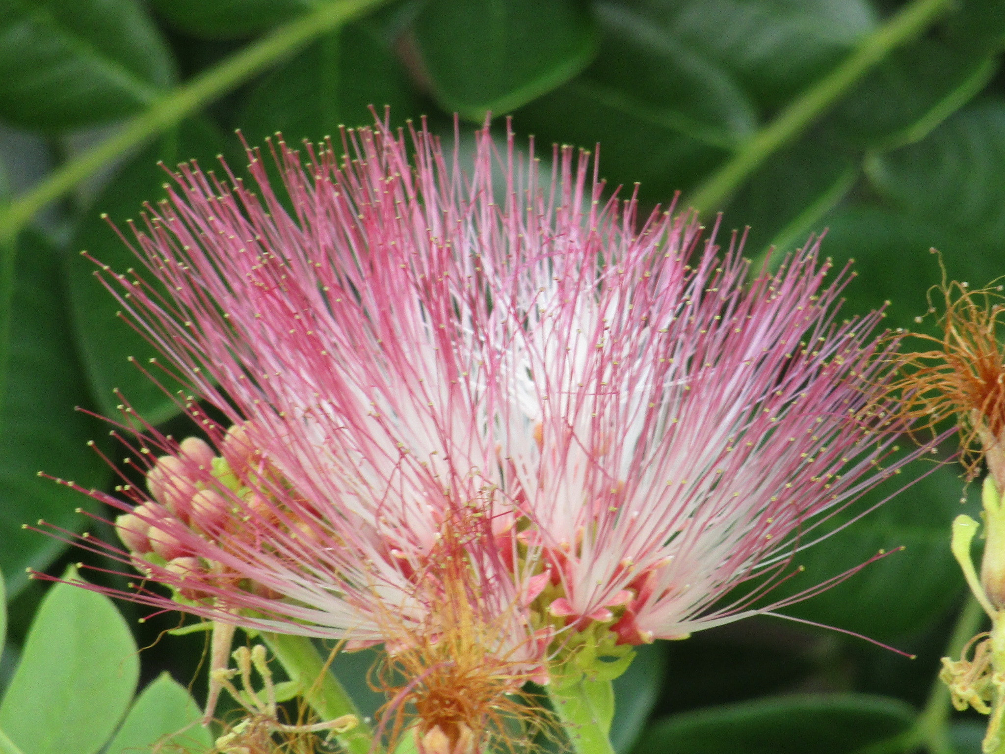 Canon POWERSHOT SX430 IS sample photo. Flower photography