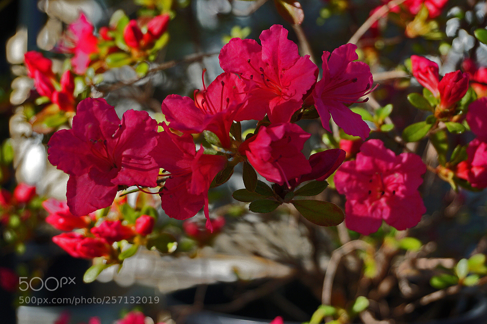 Sony a6000 sample photo. Azalea sherwood violet (kurume) photography
