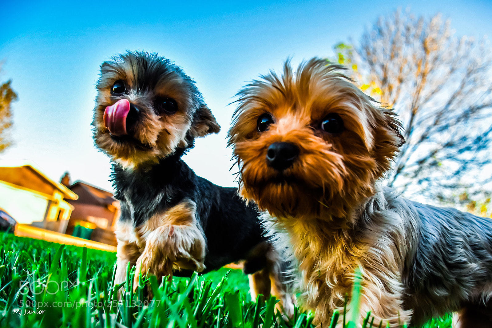 Nikon D7500 sample photo. Gator and phoebe!!! photography