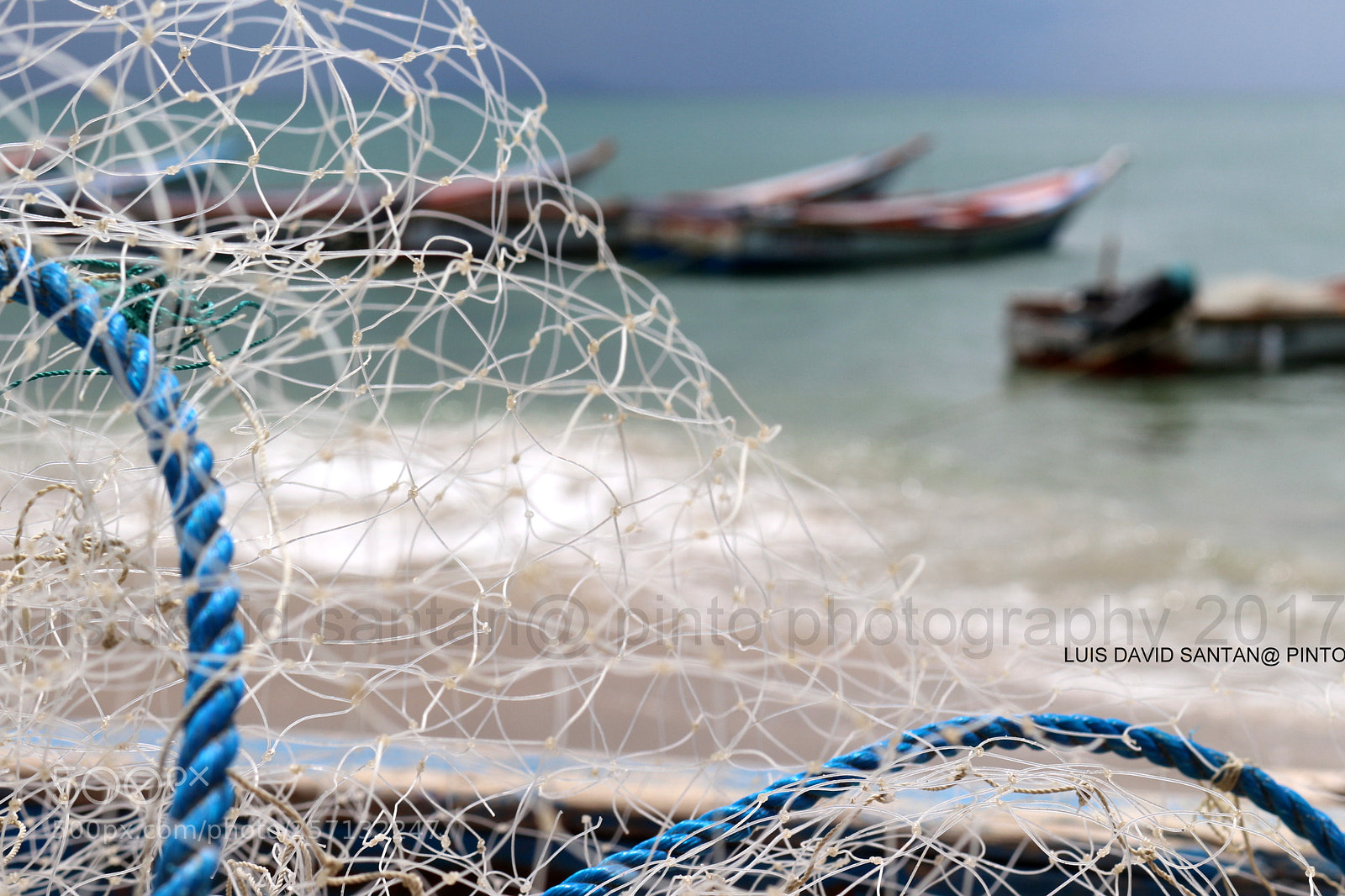Canon EOS 700D (EOS Rebel T5i / EOS Kiss X7i) sample photo. Trapped by the net photography