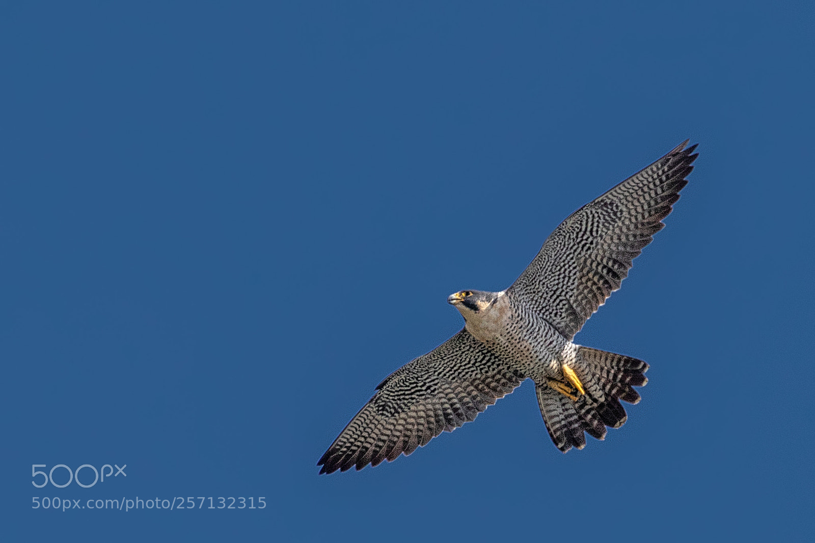 Canon EOS 7D Mark II sample photo. On the hunting glide photography