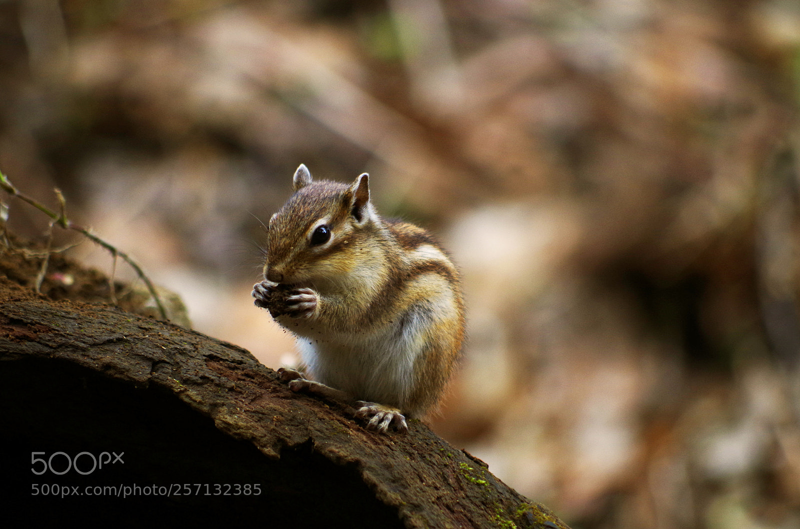 Pentax K-50 sample photo. Squirrel-4 photography