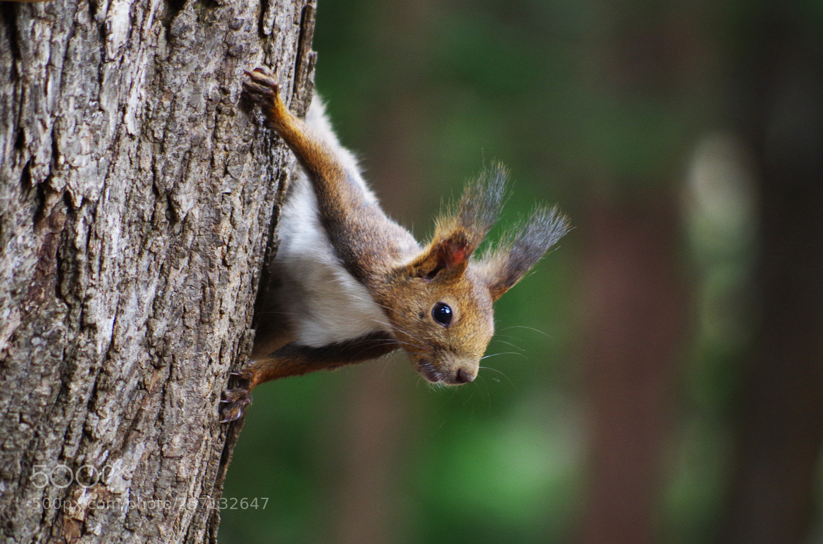 Pentax K-50 sample photo. Squirrel-3 photography