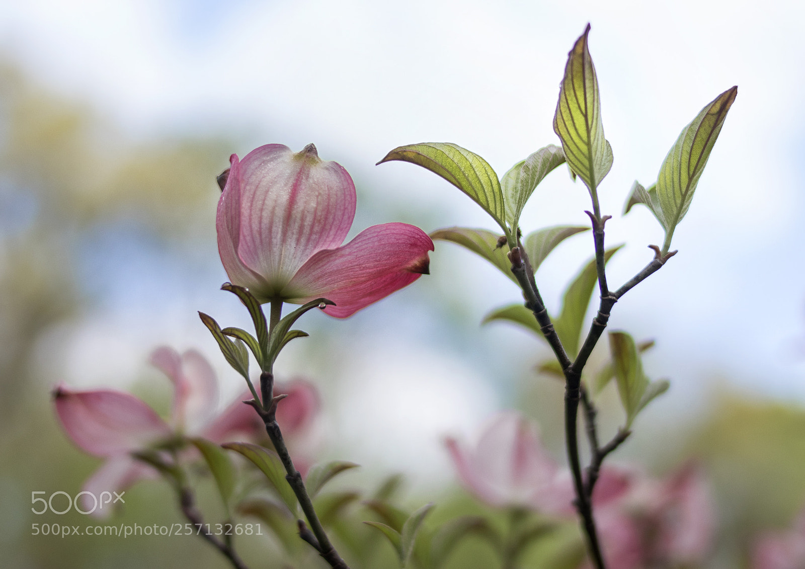Canon EOS 800D (EOS Rebel T7i / EOS Kiss X9i) sample photo. May dogwood blossoms photography