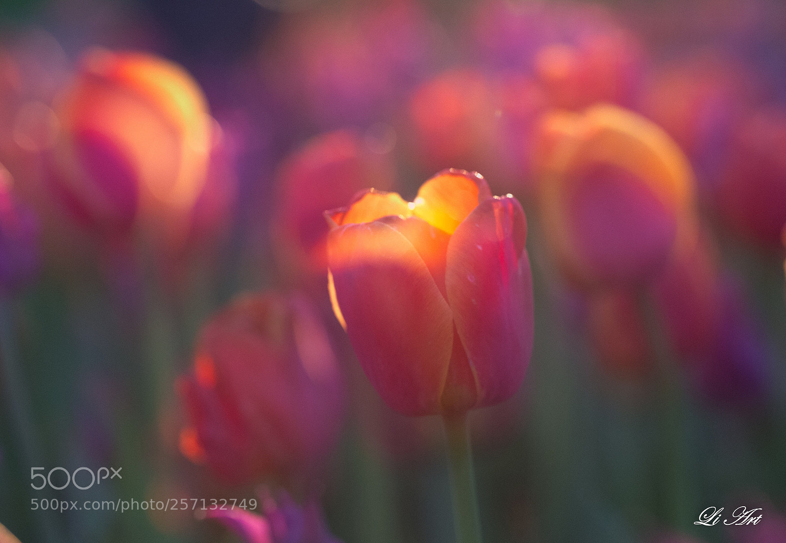 Canon EOS 6D sample photo. 美若天仙 photography