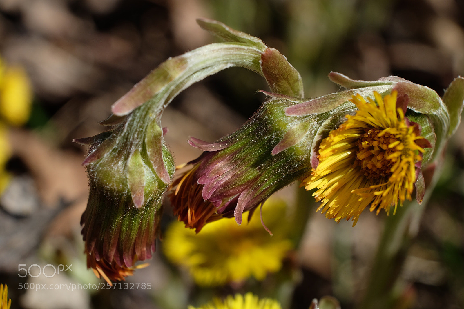 Fujifilm X-T10 sample photo. Coltsfoot blossoms  photography