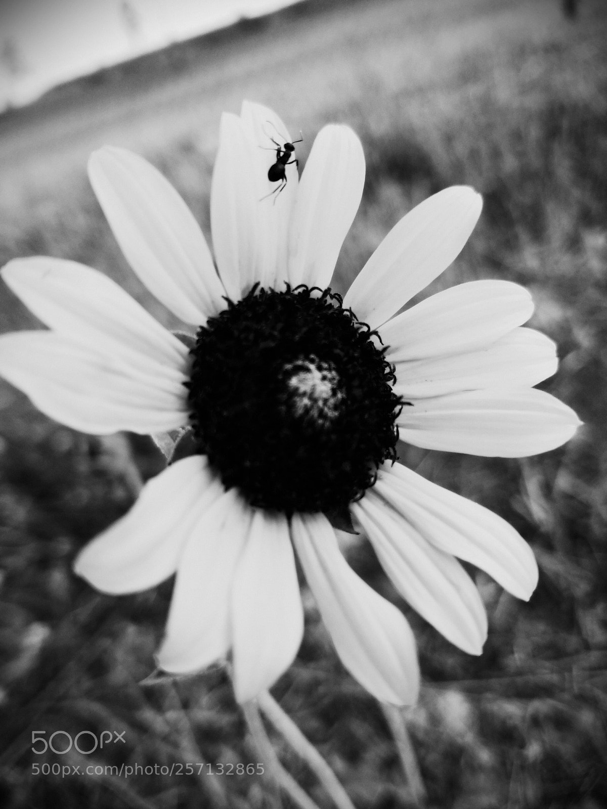 Samsung Galaxy S7 sample photo. Untitled photography
