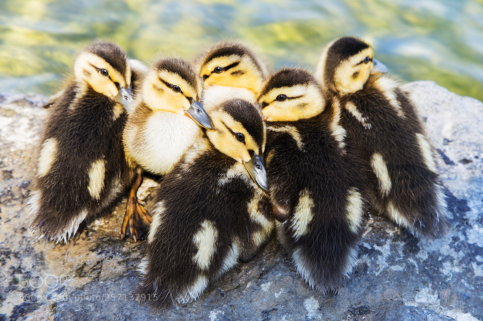 Canon EOS 6D sample photo. Ducklings photography