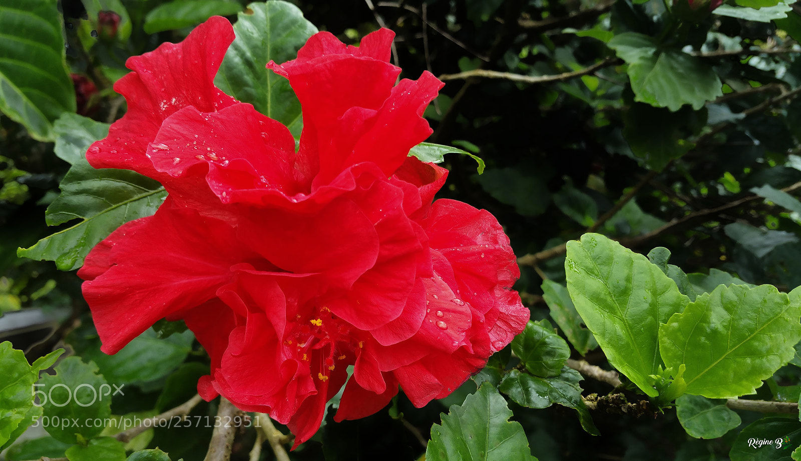 Samsung Galaxy Note4 sample photo. Red flowers photography