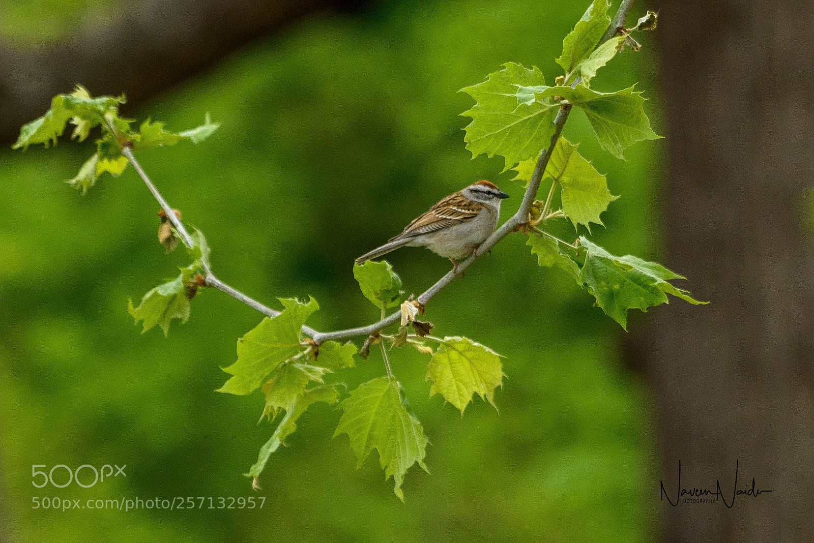 Nikon D800 sample photo. Chipping sparrow photography