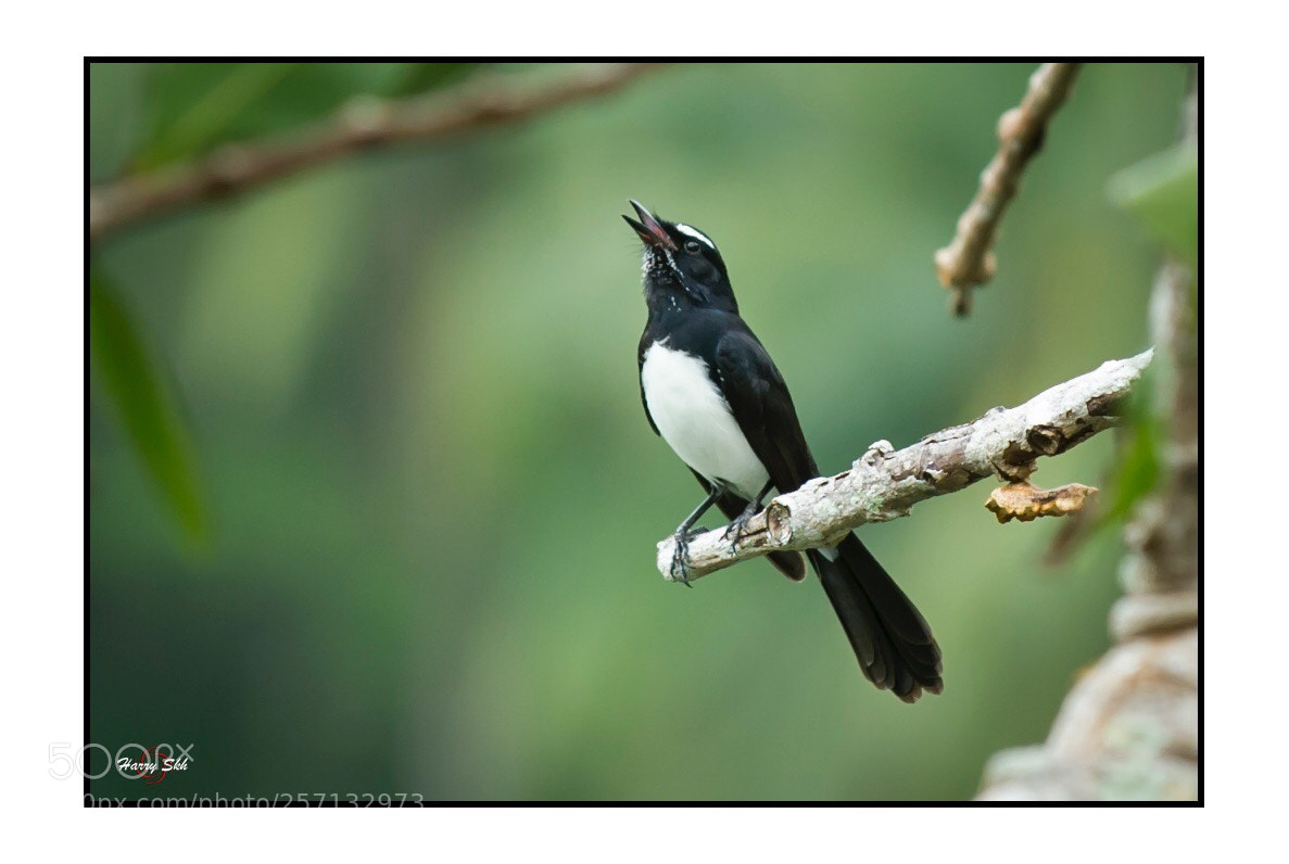 Nikon D3S sample photo. Chirping  photography