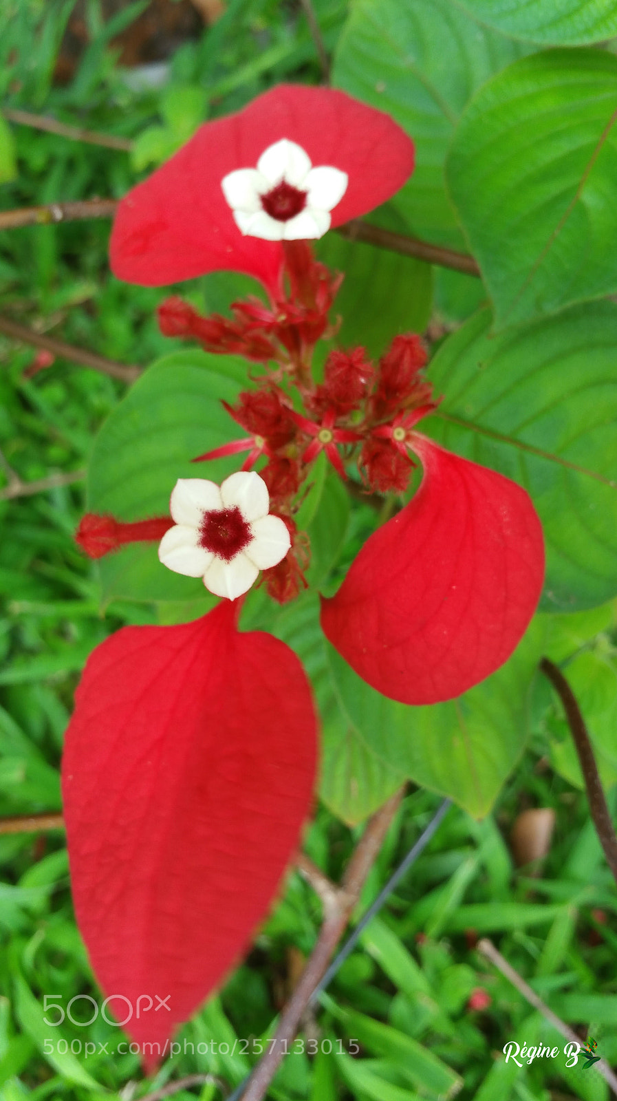 Samsung Galaxy Note4 sample photo. Red flowers photography