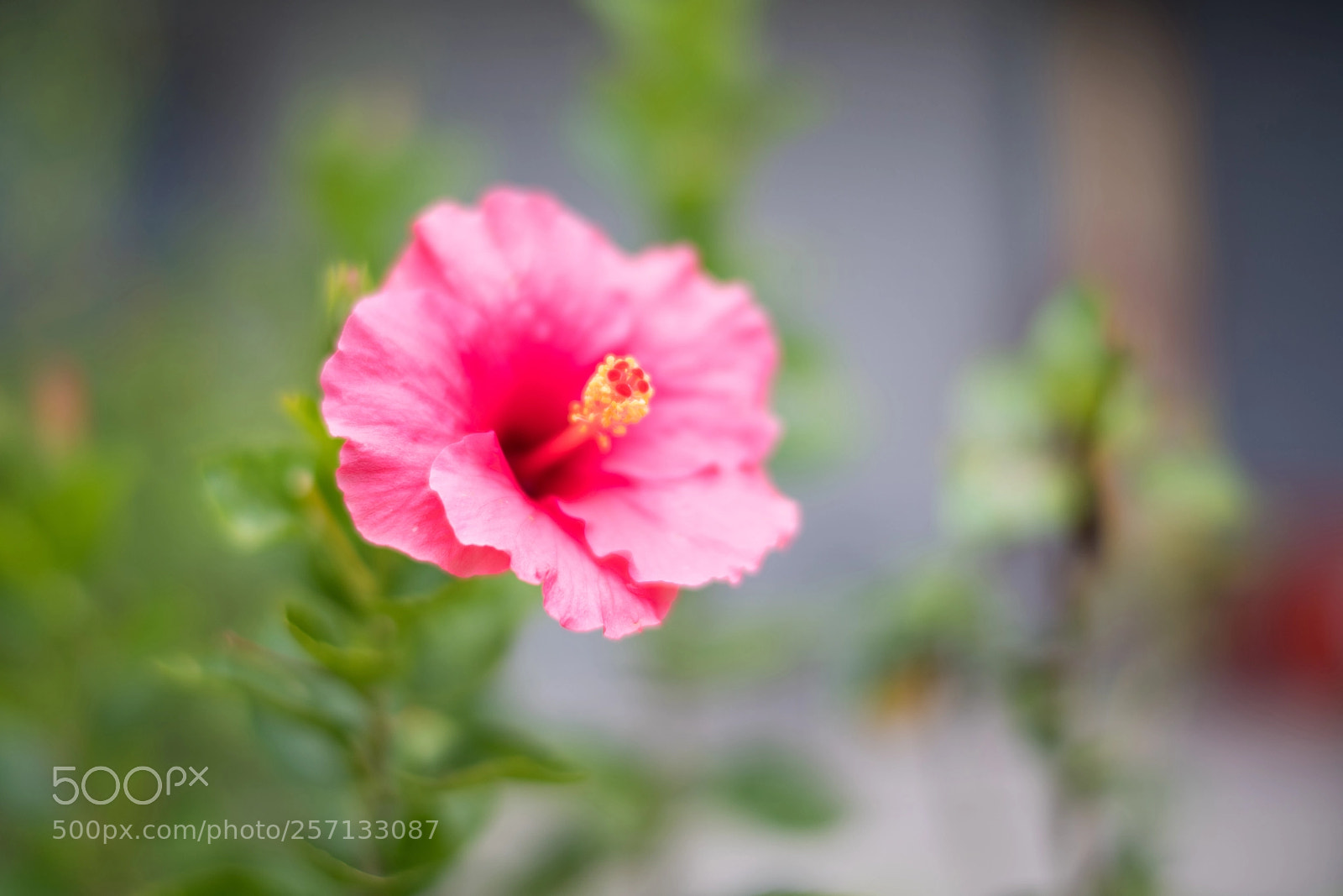 Nikon D850 sample photo. Rose of sharon photography