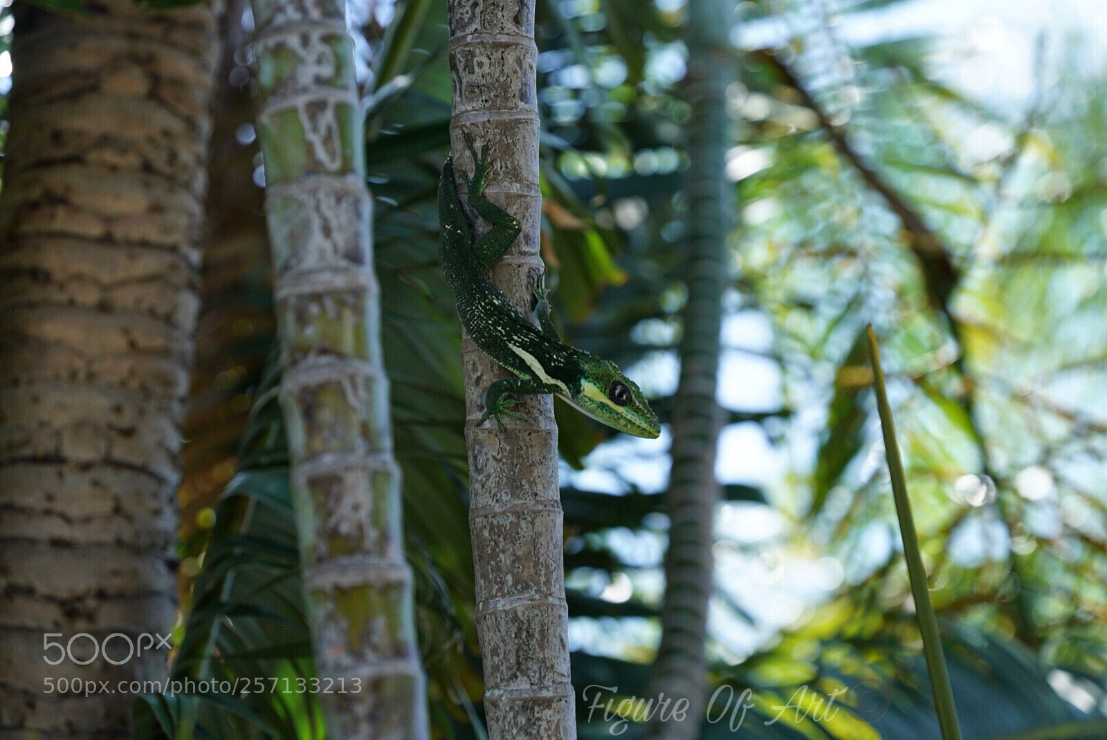 Sony a7R II sample photo. Untitled photography