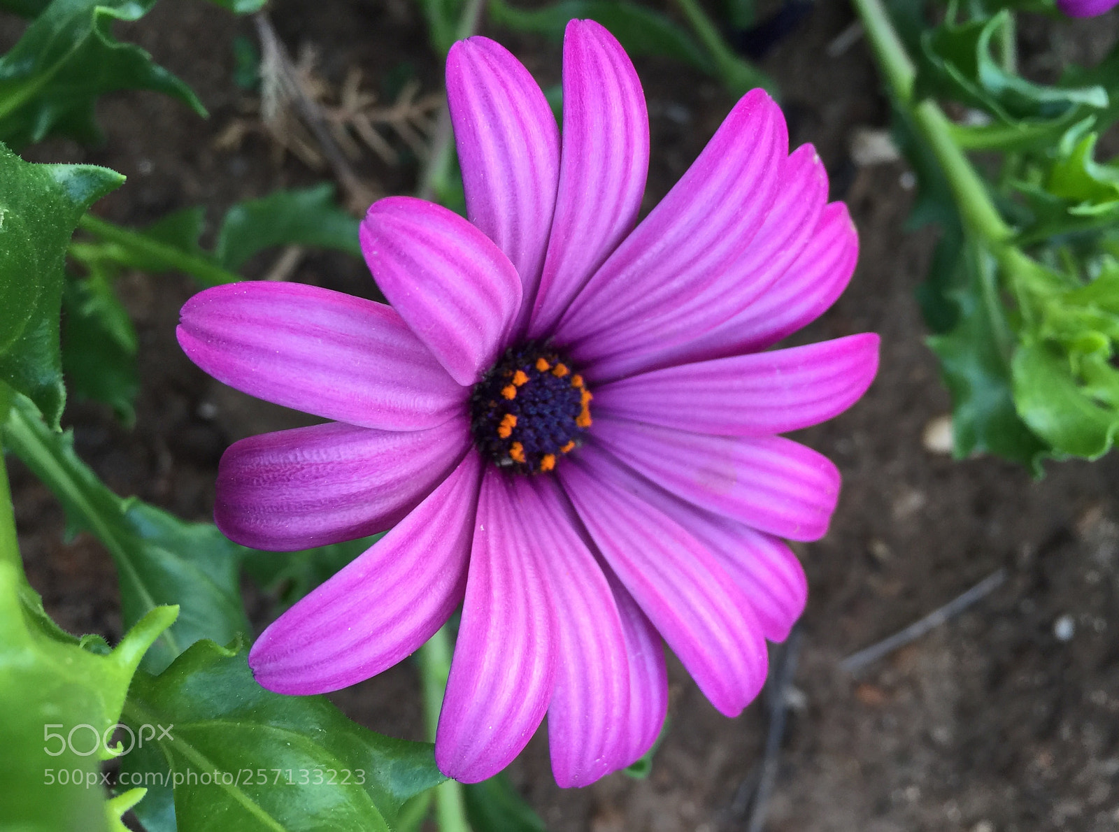 Apple iPhone 6 Plus sample photo. Purple african daisy photography