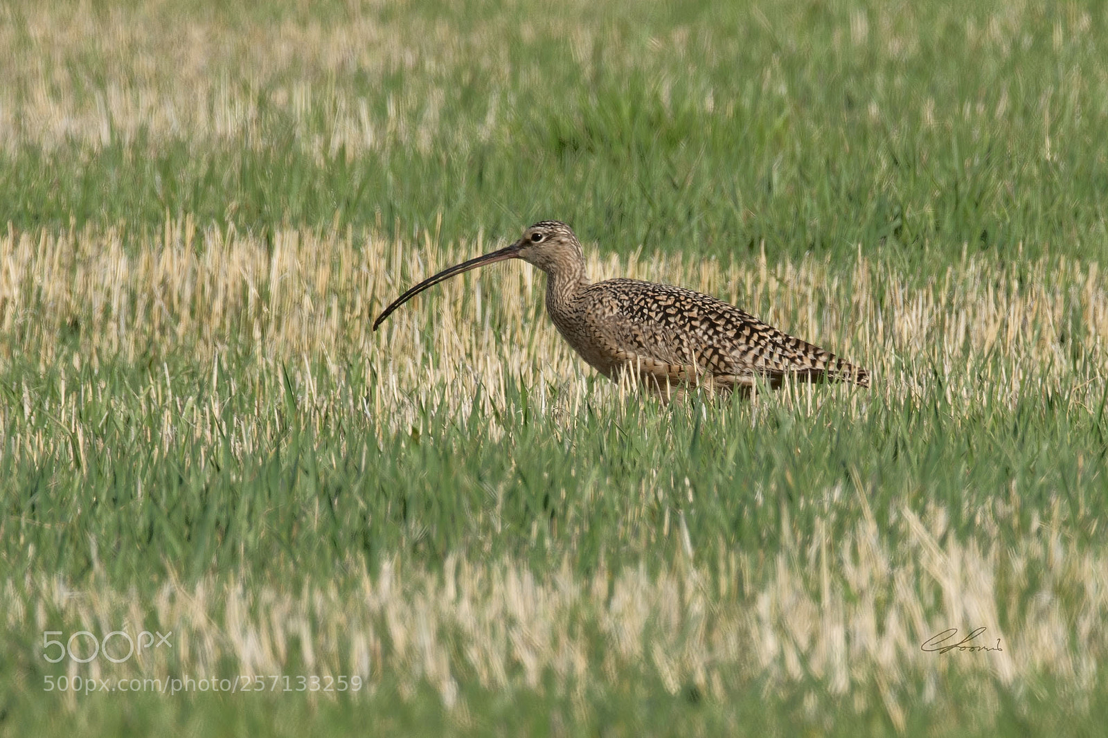 Nikon D810 sample photo. Curlew in grass photography