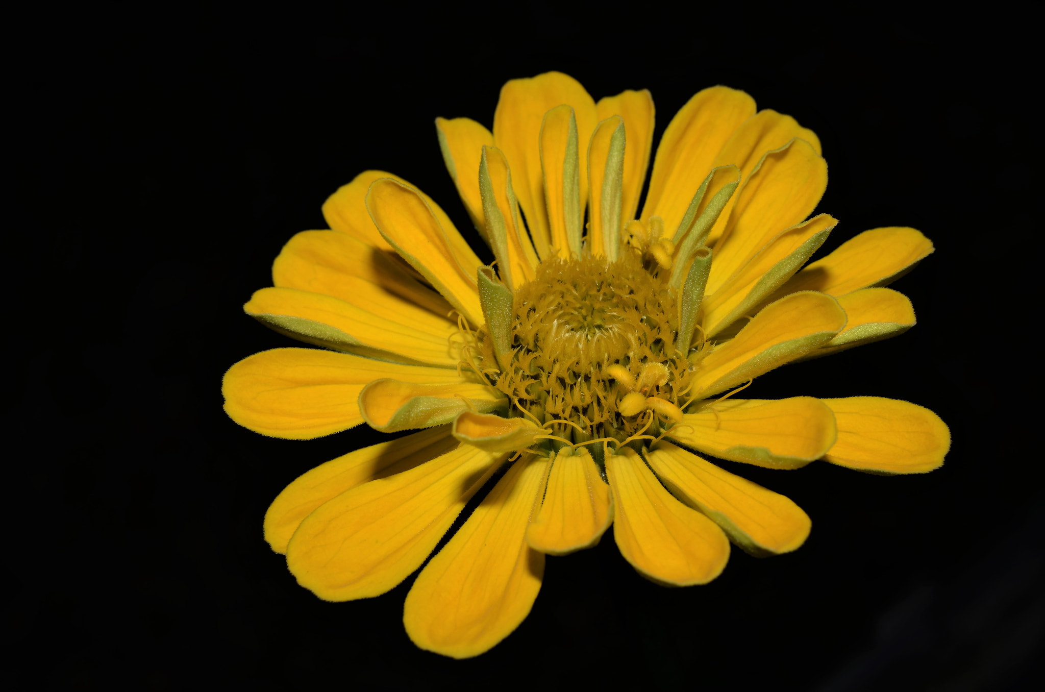 Nikon AF-S DX Micro Nikkor 40mm F2.8 sample photo