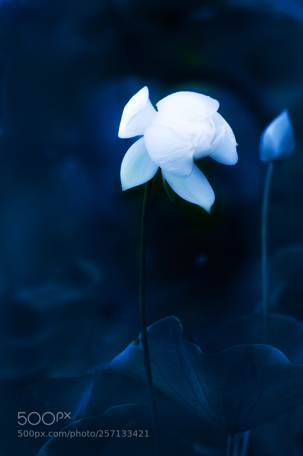 Nikon D300S sample photo. 雨后 photography