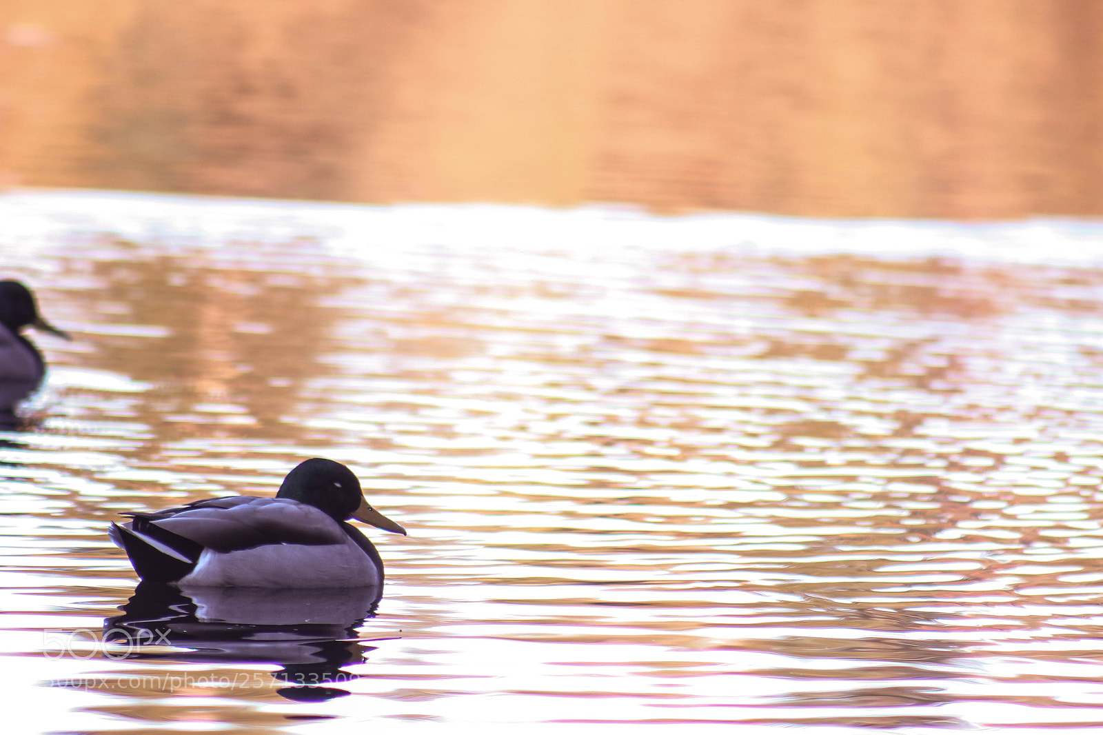 Canon EOS 700D (EOS Rebel T5i / EOS Kiss X7i) sample photo. Ducks on the lake photography
