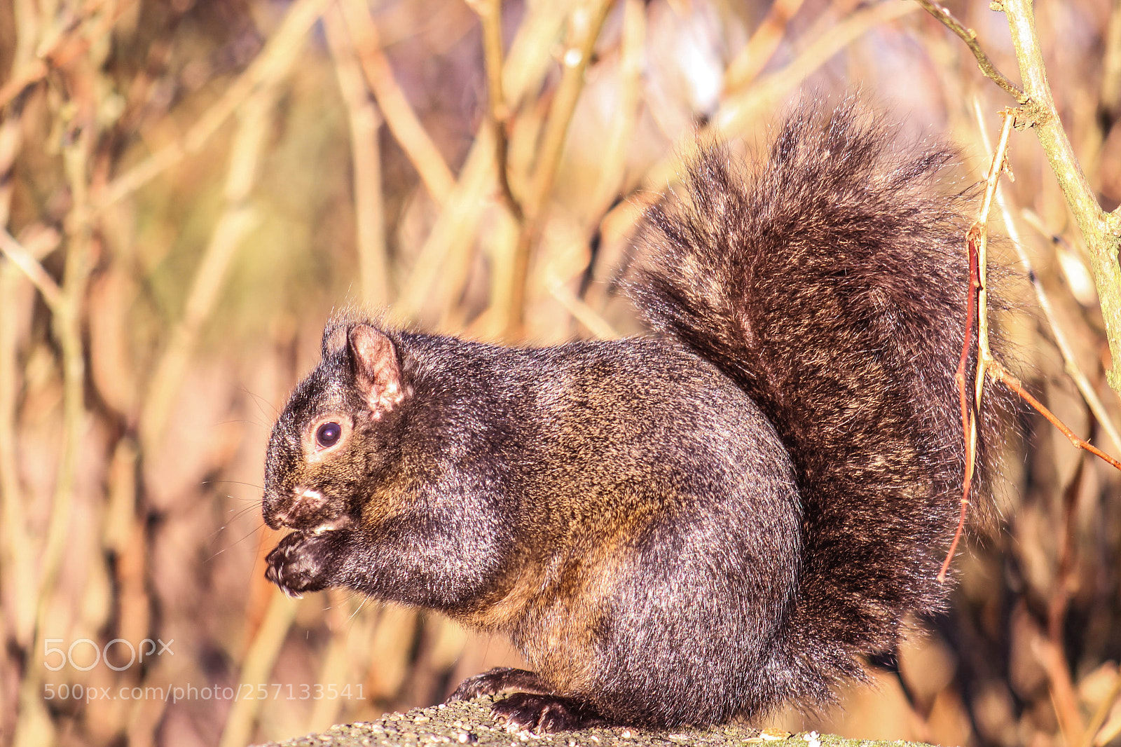 Canon EOS 700D (EOS Rebel T5i / EOS Kiss X7i) sample photo. Squirrel in the wild photography