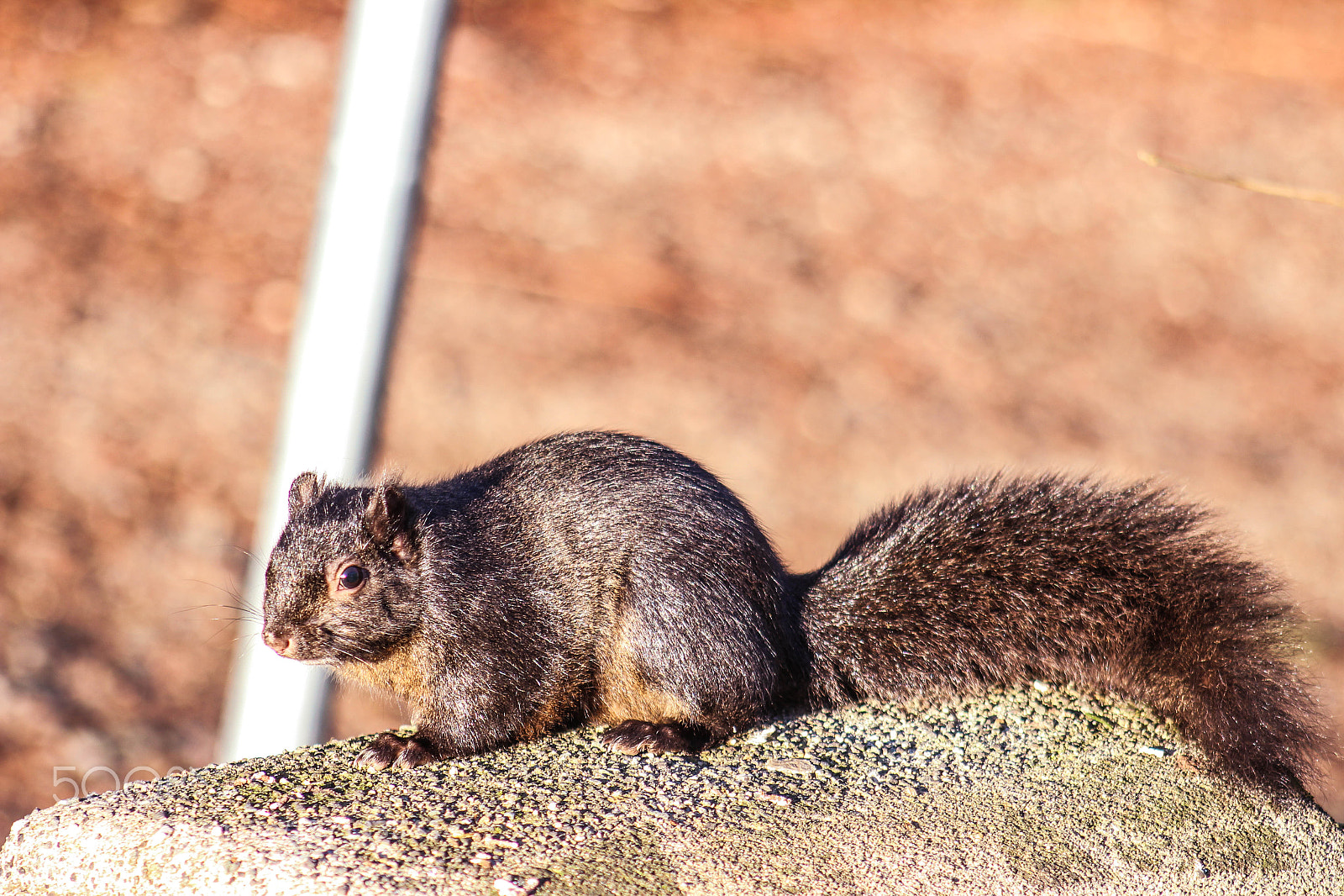Canon EOS 700D (EOS Rebel T5i / EOS Kiss X7i) sample photo. Squirrel in the wild photography