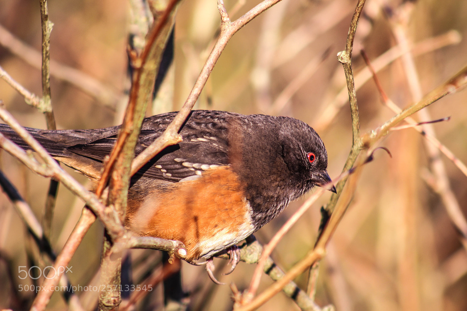 Canon EOS 700D (EOS Rebel T5i / EOS Kiss X7i) sample photo. Bird in the wild photography