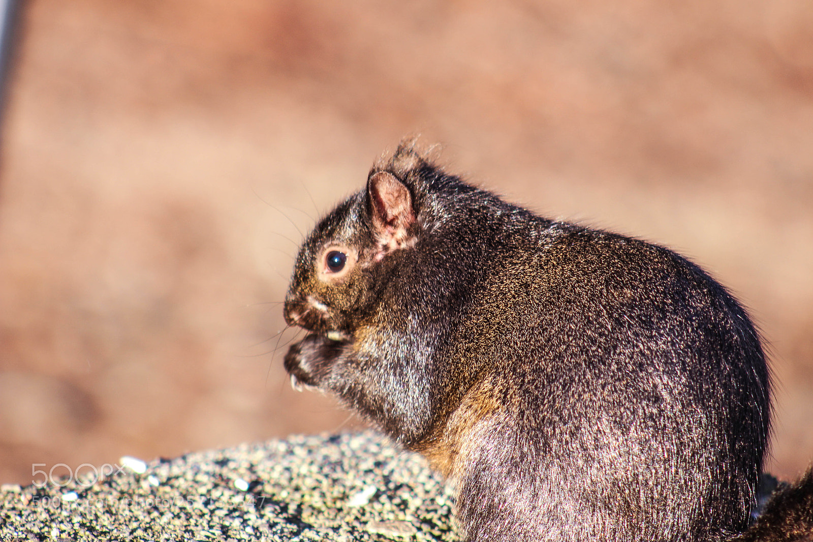 Canon EOS 700D (EOS Rebel T5i / EOS Kiss X7i) sample photo. Squirrel in the wild photography